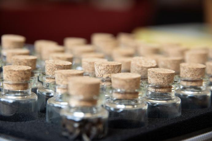 TALLER. Cultivar biofilia. Siembra y conexión con las plantas