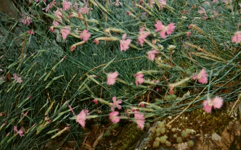 nucbeade