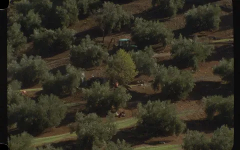 Foto aerea de un olivar