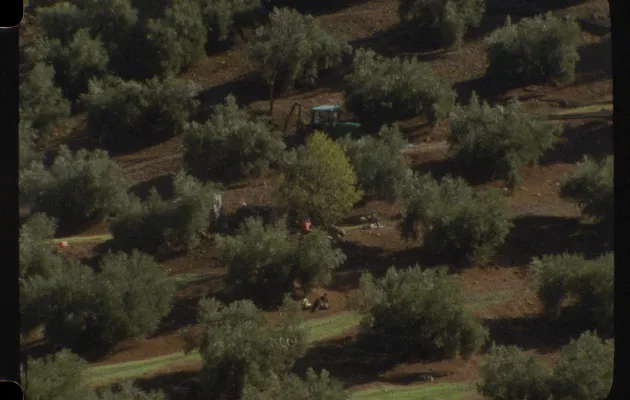 Foto aerea de un olivar