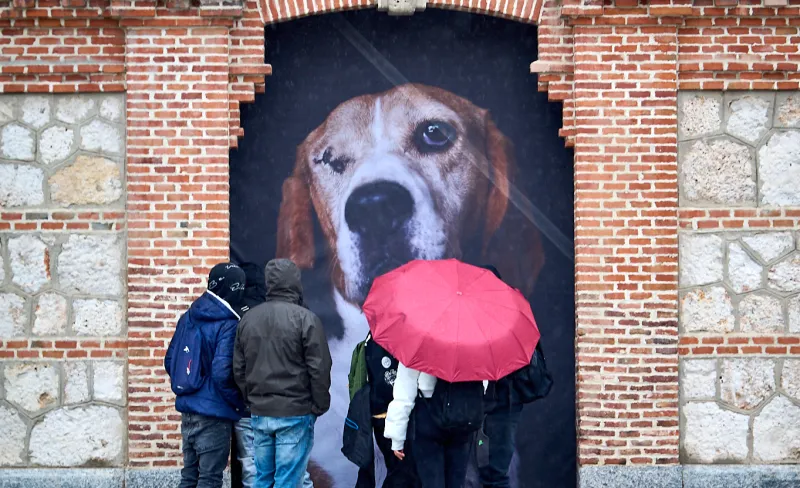 The Animals. Dante. Matadero Madrid