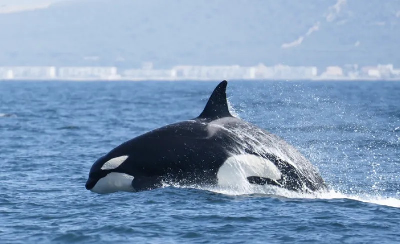 Una orca salta en el mar
