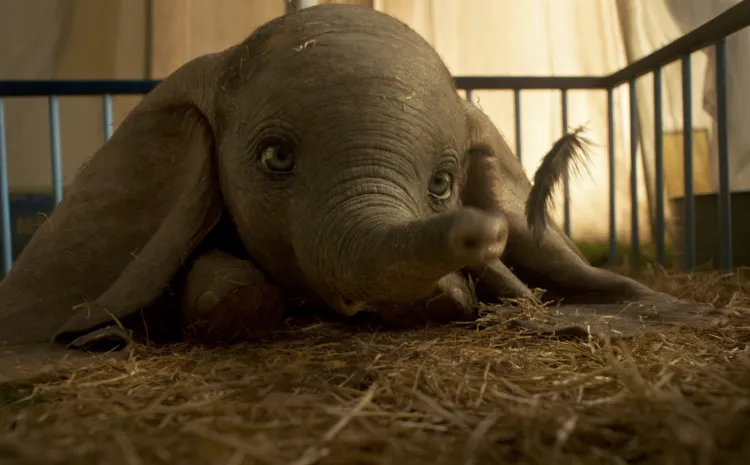 dumbo-2019