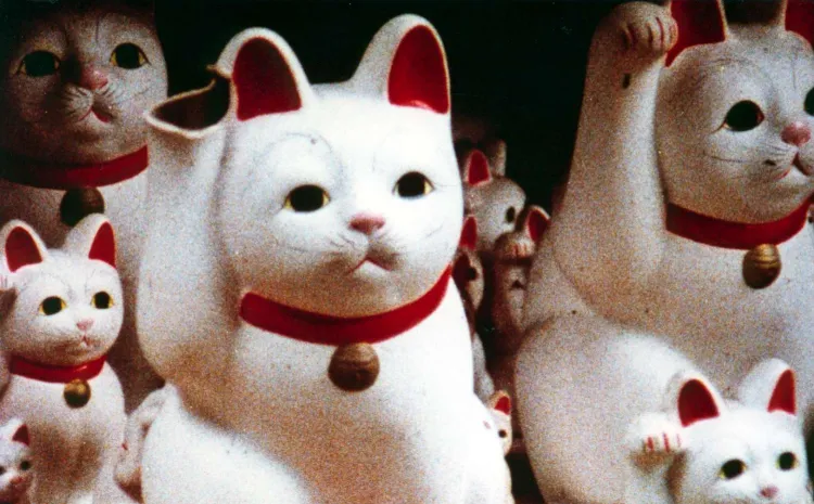 Gato