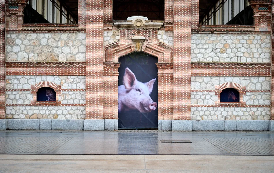 Una foto de la cara de un cerdito entre dos muros de ladrillo
