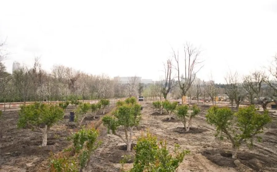 Proyecto Madrid Río, Burgos & Garrido