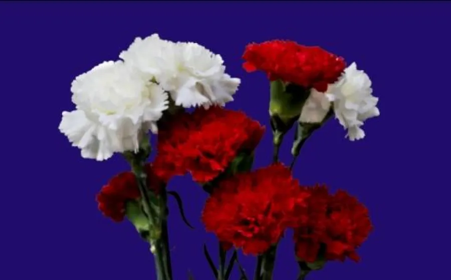 Verbena