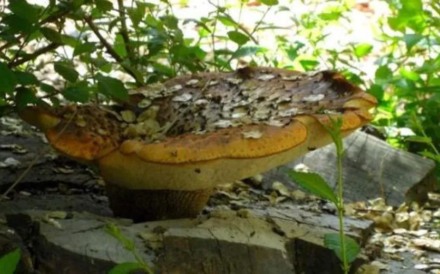 CUIDADOS DEL JARDÍN AVANT GARDEN Y DEPÓSITO DE ESPECIES
