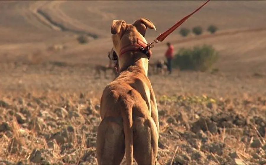 FEBRERO, EL MIEDO DE LOS GALGOS