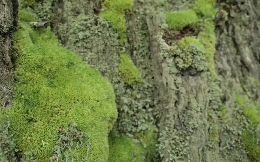 UN JARDÍN JAPONÉS: TOPOGRAFÍAS DEL VACÍO