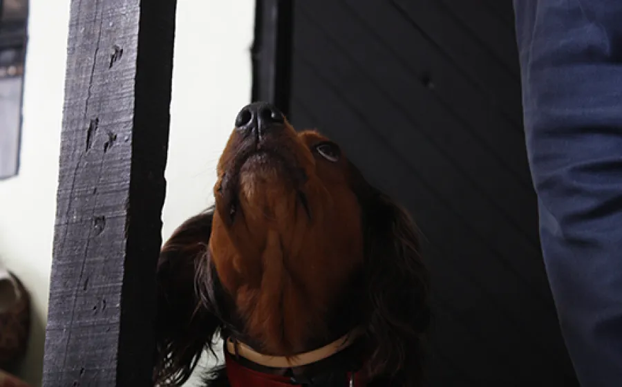 ¿CÓMO ME LLAMO?¿CÓMO SE LLAMA MI PERRO?¿POR QUÉ AMBOS TENEMOS NOMBRE?