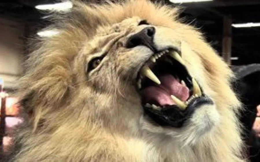 BLOOD LIONS