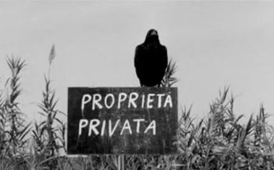 PAJARITOS Y PAJARRACOS