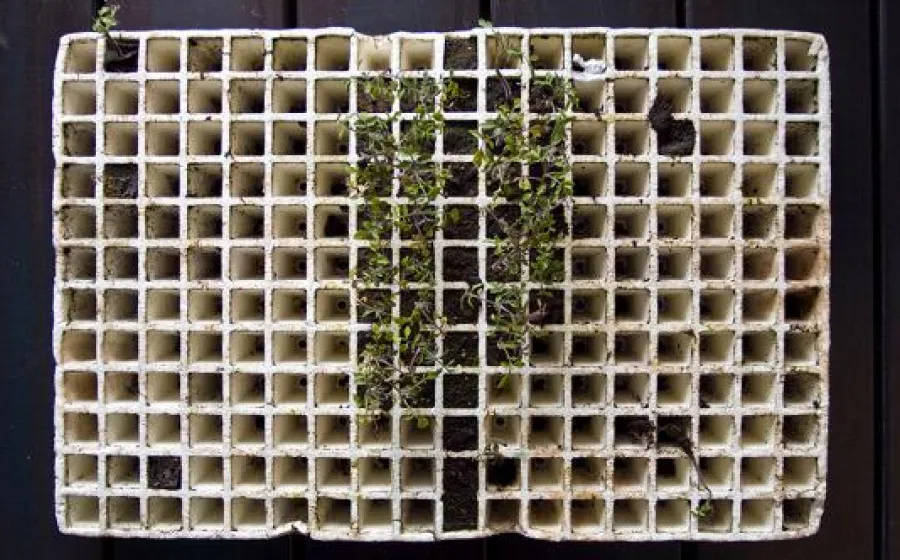 TALLER DE PRODUCCIÓN DE PLANTA HORTÍCOLA  