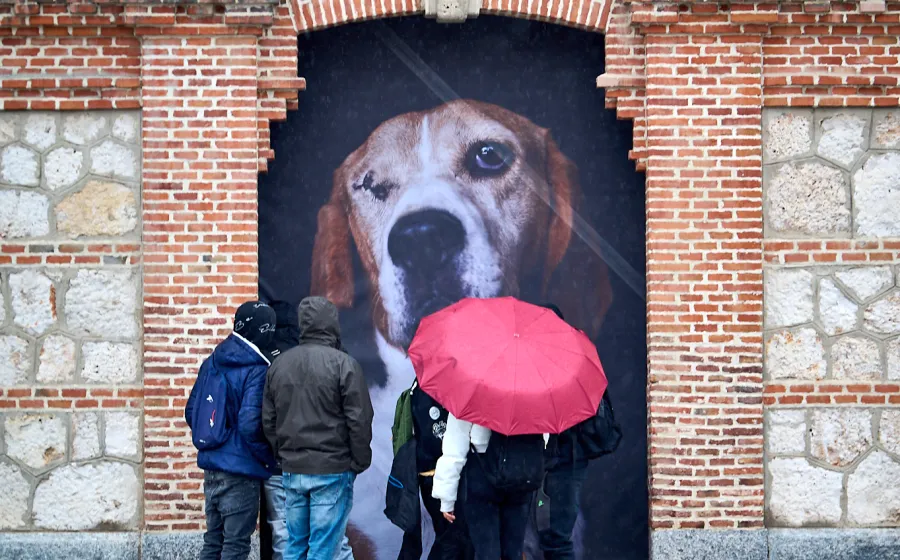 The Animals. Dante. Matadero Madrid