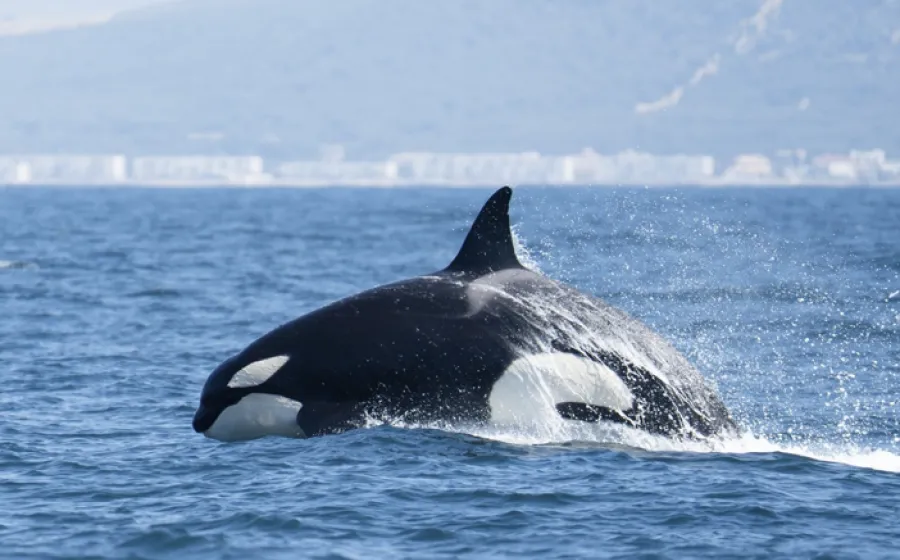Una orca salta en el mar