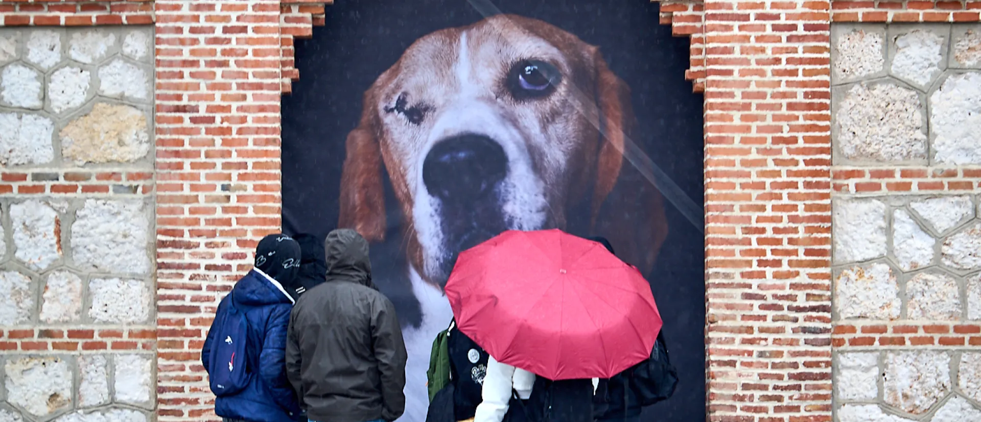 The Animals. Dante. Matadero Madrid