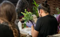 Chico cuida un esqueje