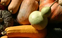 BANCO DE INTERCAMBIO DE SEMILLAS