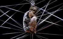 PETRA, LA MUJER ARAÑA Y EL PUTÓN DE LA ABEJA MAYA