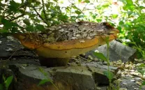 LOOKING AFTER THE AVANT GARDEN