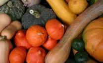 JORNADA DE INTERCAMBIO DE SEMILLAS