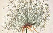 LA VILLA DE LOS PAPIROS