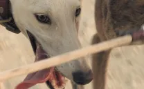 FEBRERO, EL MIEDO DE LOS GALGOS