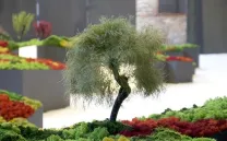 EL RANCHTO FOCUS FINLAND AND UN JARDÍN JAPONÉS ACTIVITIES