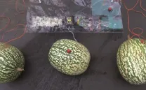 ALIMENTACIÓN SÓNICA. DIO3STU