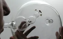 DISEÑO EN PORTUGUÉS