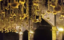 AGOSTAMIENTO (WITHERING)