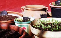 ARDUINO + INTERNET OF THINGS EN HUERTOS URBANOS