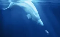 MADRID SURF FILM FESTIVAL 2018