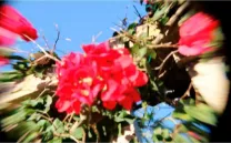 CARTA BLANCA: MARIA RUIDO