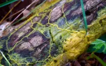 MATADERO ESTUDIOS CRÍTICOS: MICROHABITABLE