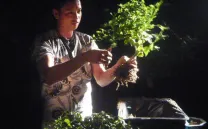 LOS BONSÁIS SONOROS