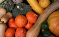 INTERCAMBIO DE SEMILLAS