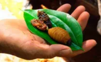 BUGS (BICHOS EN LA COCINA)