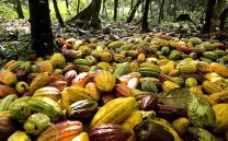 CHUAO, PUEBLO MÍTICO DEL CACAO