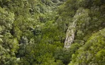 CANARIAS AMAZIGH. TRAS LAS HUELLAS DE LOS ANTIGUOS CANARIOS