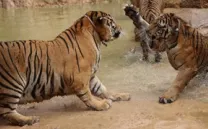 EL REINO DE LOS TIGRES