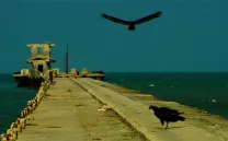 ELEGÍA DEL TRÓPICO