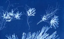 TALLER DE CIANOTIPIA CON ALFREDO RODRÍGUEZ