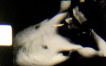 JURASSIC CRUISING PARK