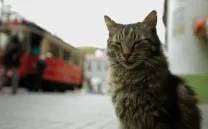 KEDI (GATOS DE ESTAMBUL)