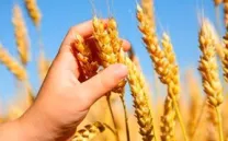 LA PÍLDORA MÁS DESEADA