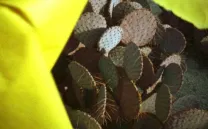 PUNK FORMALISM. CARTA BLANCA A LAIDA LERTXUNDI