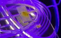 Jenna Sutela. From hierarchy to holarchy, 2015