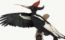 AURORA HALAL WORKSHOP